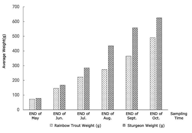 Rainbow trout and sturgeon growth comparison over the six month culture period Rainbow trout and sturgeon growth comparison over the six month culture period